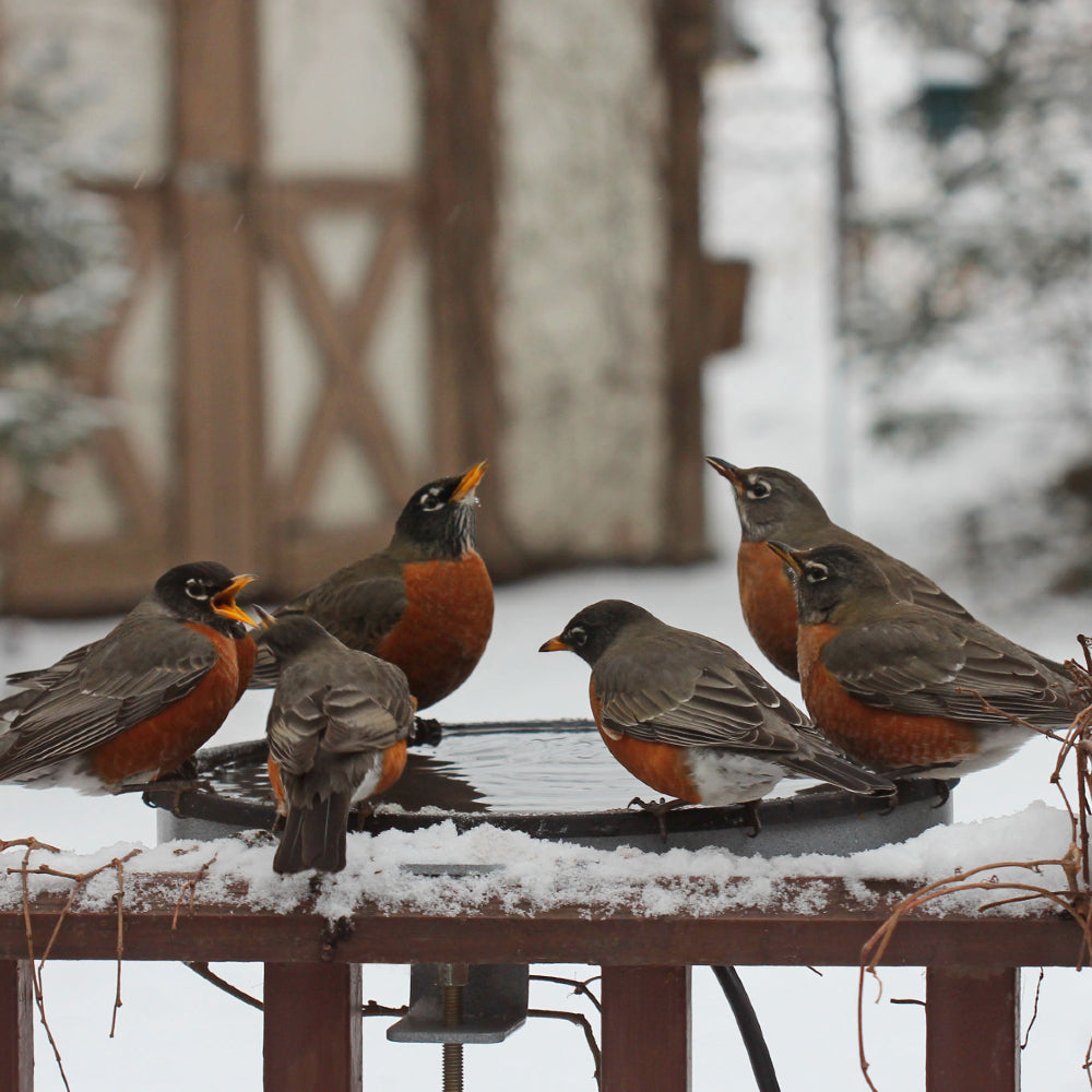 Bird Baths