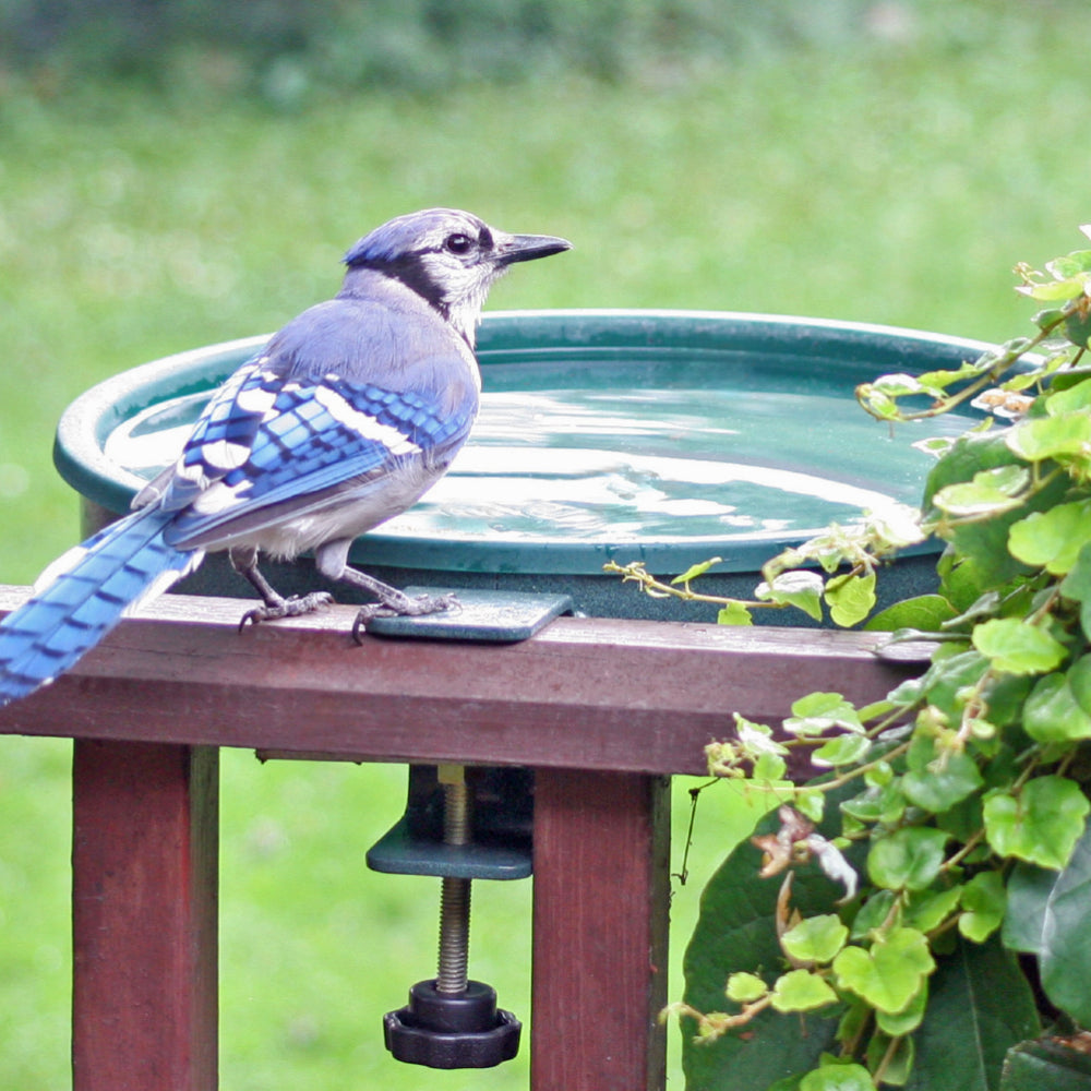 Deck Mount Bird Bath