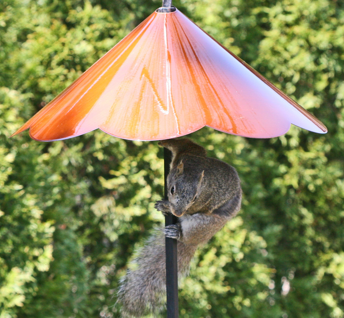 Cone Squirrel Baffle