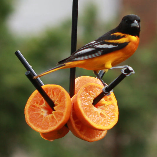 Fruit Feeder