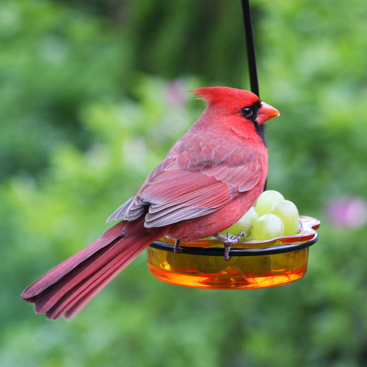 Glass Dish Feeders