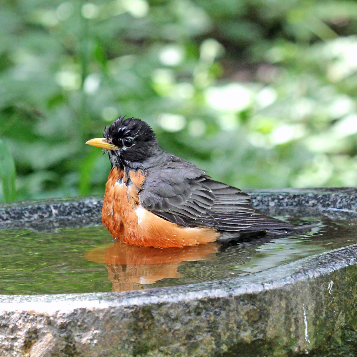 Bird Bath Purification Disk