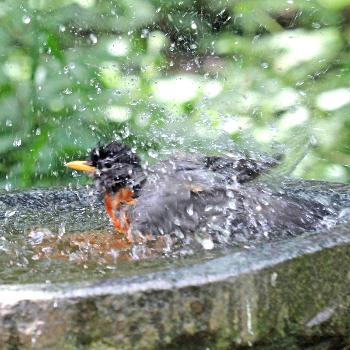 Bird Bath Purification Disk