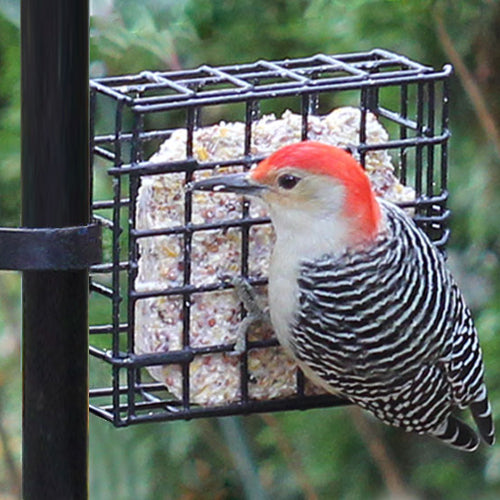 Suet Cage