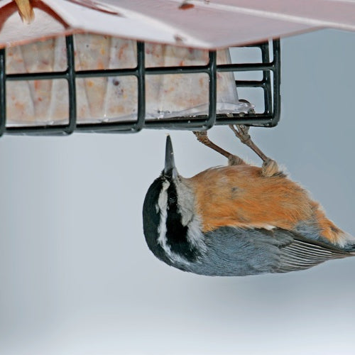 Suet Feeder (Upside Down)